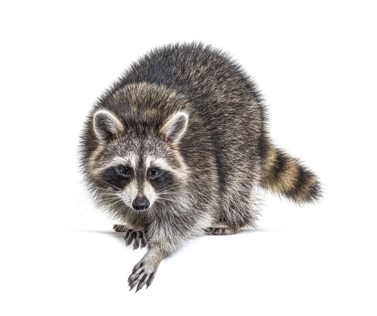Raccoon Removal 