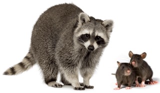 Rodent Removal