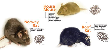Mouse & Rat Types for Removal