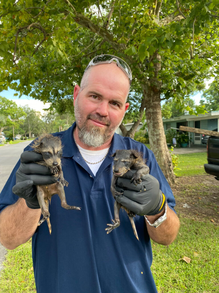 Raccoon Control holding 2 raccoons. 
